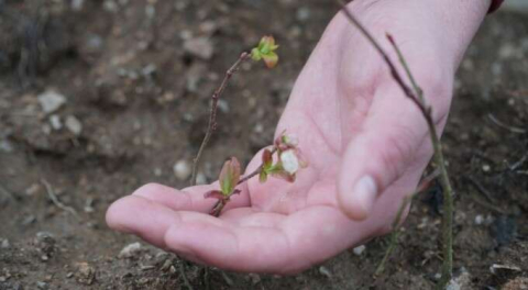 Bursa'da atıl araziler 20 yıl sonra çiçek açtı!