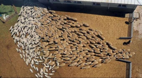 Kuzuların 'süt koşusu' renkli görüntülere sahne oldu!