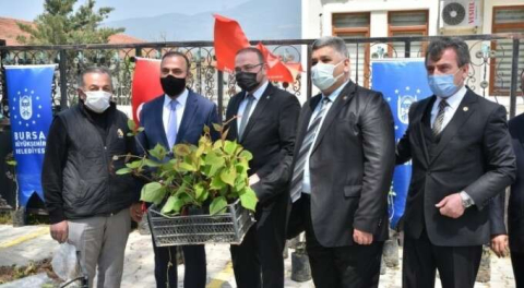 Bursa Büyükşehirden Çiftçiye fidan desteği!