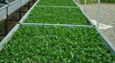 Sebze tohumculuğu üretim tesisi 5 yıllığına kiraya verilecek!