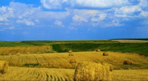 Yalova Çiftlikköy'de 16050 m2 tarla icradan satılık!