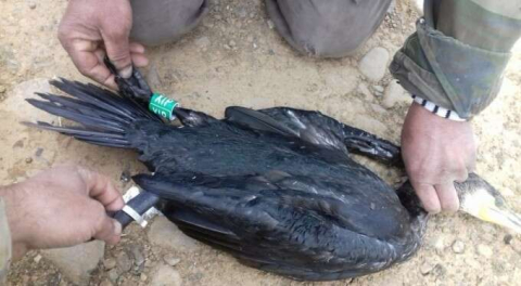 Isparta'da ağlara takıldı! 1 yaşını doldurmadan 800 kilometre yol gelmiş!