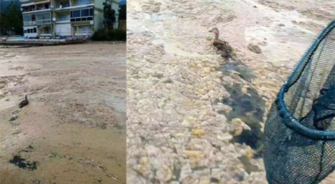 Bursa'da ördeklerin zor anları! Teknesine atlayıp yardımlarına koştu!