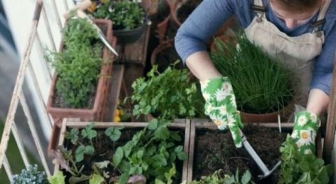 Pandemide balkon sebzeciliği psikolojiyi düzeltiyor!