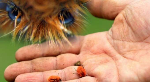 Tesadüfen keşfedildi! 'O kadar güzel ki insan bakmaya kıyamıyor'