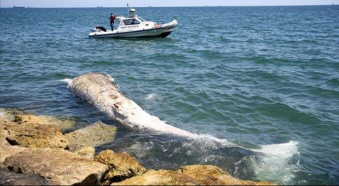 Mersin sahiline 14 metrelik oluklu balina vurdu!