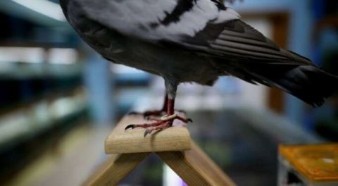 Bursa'da 18 yıldır gözü gibi bakıyordu! Ölünce bakın ne yaptı