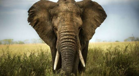 Hindistan'da 18 fil koruma altındaki ormanda ölü bulundu!