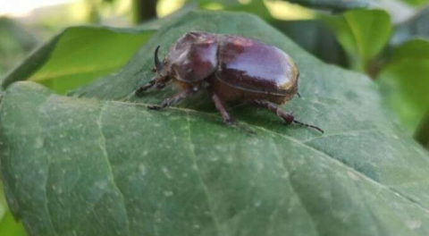 'Değeri 9 milyon dolar ediyor!' Elazığ'da görüldü