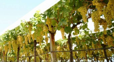 Mersin Tarsus'ta üzüm bağı satılık!