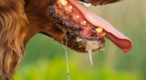 Bursa'yı telaşlandıran 'kuduz' iddiası... Vaka görüldü mü?