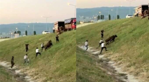 Ortalık arenaya döndü! Bursa'da kamyonet kasasında boğa güreşi