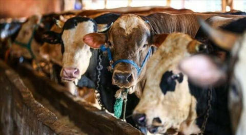 Zincir marketler tek tek duyurdu! İşte kurbanlık fiyatları...