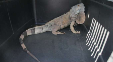 İguana alarmı! Mahalleli görüntülemek için birbirleriyle yarıştı!