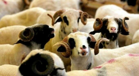 Özdilek Bursa'da kurban satışları başladı! Hijyenik ve modern kesim...