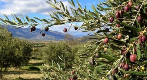 Aydın'da 1.340 m2 zeytinlik satılık!