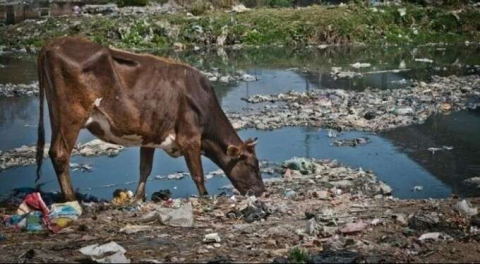 Plastik atıklara yeni çözüm: İnekler yok edebiliyor!