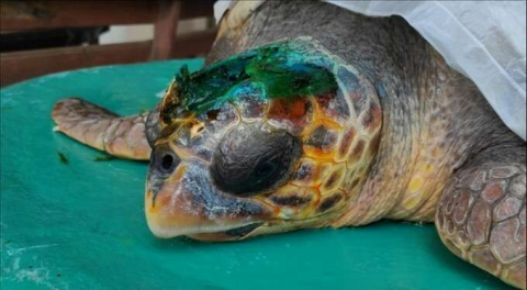 Gökçeada'da yaralı bulunan caretta caretta tedavi ediliyor