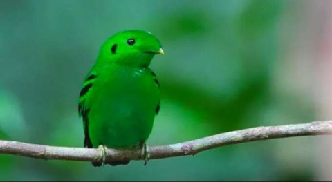70 yıl önce nesli tükenmişti! Ortaya çıktı