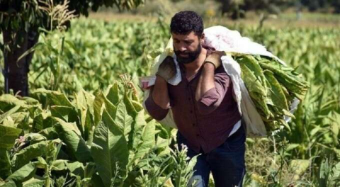 Çok tartışılan tütün ticaretiyle ilgili yeni düzenleme