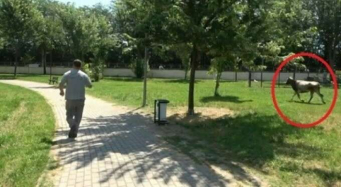 Spor tesisine girdi! Bursa'da kurbanlık düve ortalığı karıştırdı!