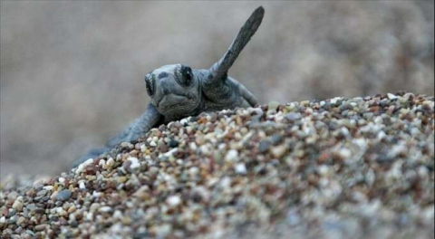 Caretta caretta yavruları denizle buluşmaya başladı