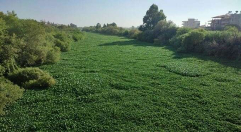 Çayır değil nehir!