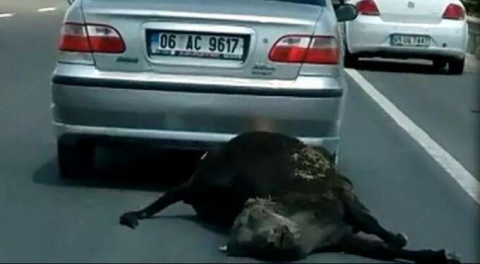 Ölü ineği iple araca bağlayıp sürükledi! Sürücüye para cezası...