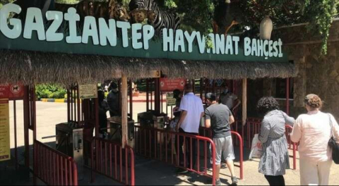 Gaziantep'te aslan kafesini parçalayıp kaçtı!