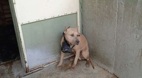 Pitbull Terrier, Japanese Tosa, Dogo Argentino cinsi köpekleri besleme yasağı