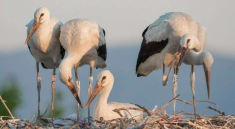 Bursa'da Yaren'in yavrusu Beşnumara yuvadan uçtu...