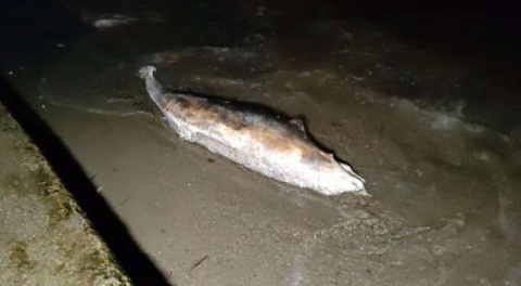 Bursa'da yunus balığı sahile vurdu...