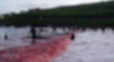 Dünya şokta! Festival değil katliam...