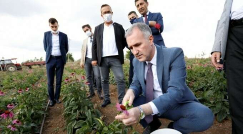 İnegöl'de ilk ekinezya hasadı yapıldı