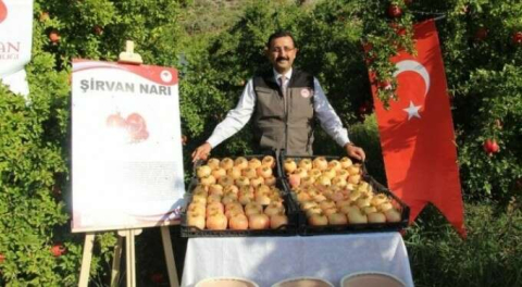 Kuraklıktan etkilenmeyen tek meyve!  40 milyon TL gelir sağlayacak