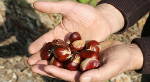 Bursa'da kestanede rekolte yüzde 70 arttı