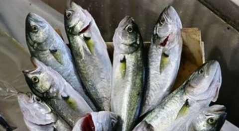 Balıkçılardan çinekop uyarısı!