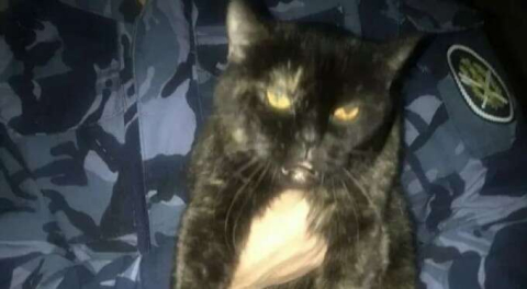 Hapishane içinde uyuşturucu taşıyan kedi yakalandı!