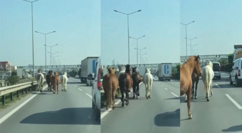 Bursa'nın en işlek caddelerinde cirit atıyorlar