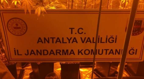 Villa kiralayıp uyuşturucu yetiştirdiler
