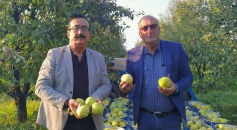 Bursa'da hasat edilen deveci armudunda çiftçi umutlu