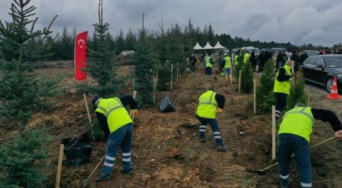 Bursa'da 7,5 milyon fidan toprakla buluşacak