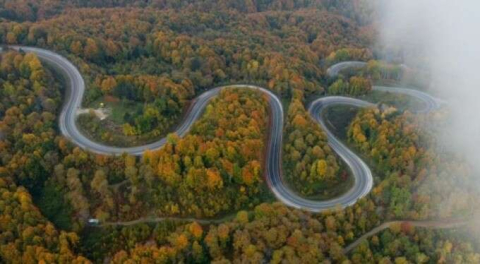 Bursa Ormanları'nda renk cümbüşü böyle görüntülendi