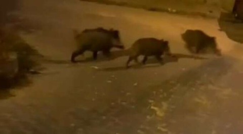 Bursa'da aç kalan domuz sürüsü şehre indi