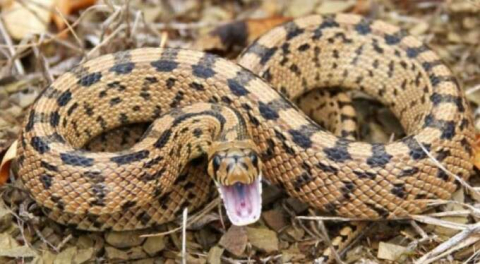 Karısını öldürmek için yılan kiralamıştı... Cani kocaya çifte müebbet cezası!