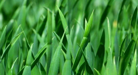 Hatay'da arsa icradan satılacak