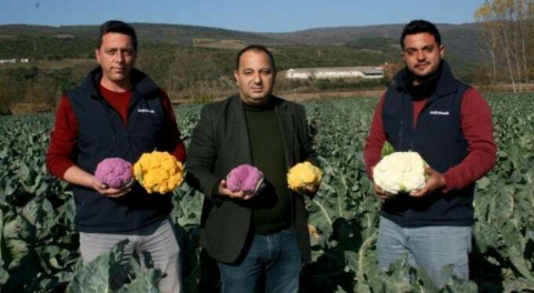 Renkli karnabaharlar hem göze, hem mideye hitap ediyor