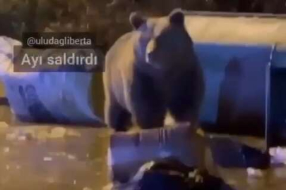 Bursa’da ayı saldırısı... İki gencin kamerasına yansıdı