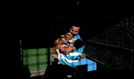 Bursa'da sokağa bırakılan pitbullar ile dost oldu...