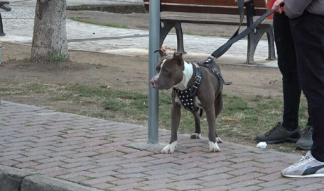 Bursa'da bir Pitbull vakası daha! 'Ağlamıştı...'